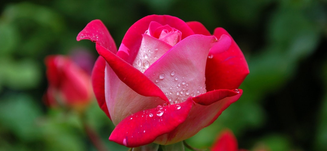 Jenis Bunga Mawar Cantik